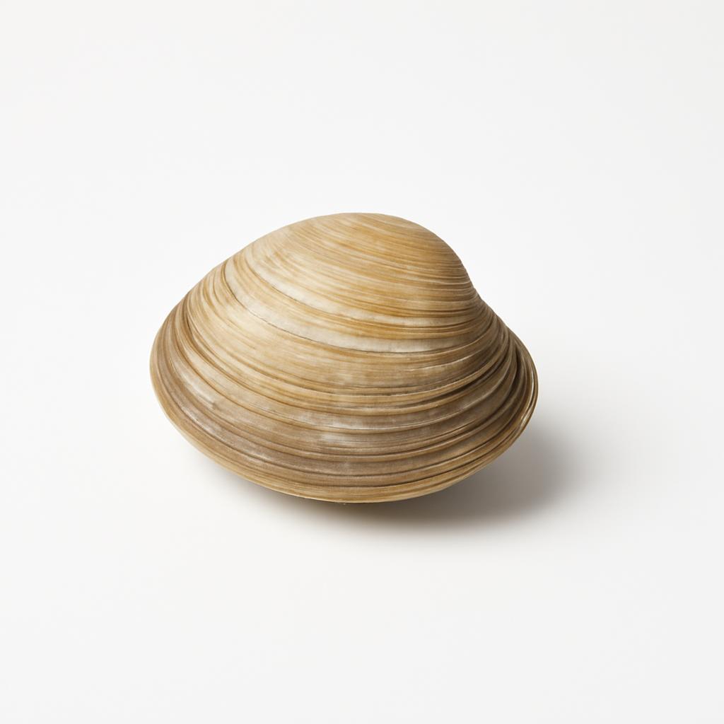 Almeja